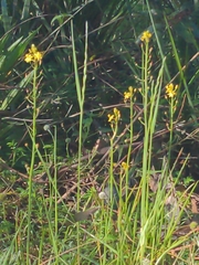 Bulbine bulbosa