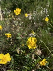 Helianthemum