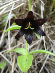 Fritillaria camschatcensis