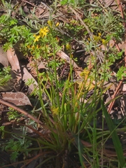 Bulbine bulbosa