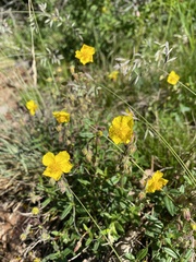 Helianthemum