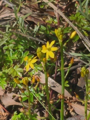 Bulbine bulbosa