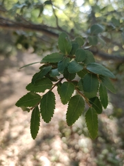 Cyttaria hariotii