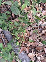 Phoradendron leucarpum