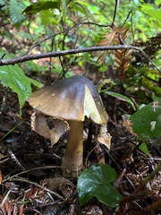 Amanita augusta