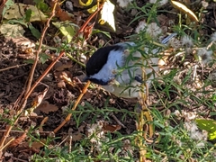 Poecile atricapillus