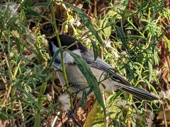 Poecile atricapillus