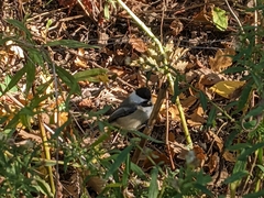 Poecile atricapillus