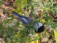 Poecile atricapillus