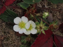 Fragaria