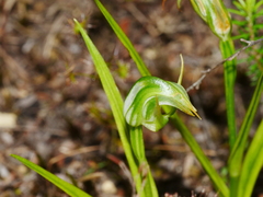 Pterostylis graminea