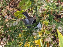 Poecile atricapillus