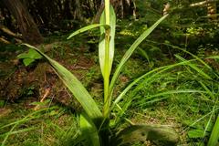 Platanthera aquilonis