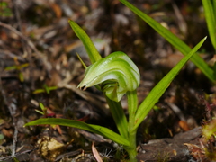 Pterostylis graminea