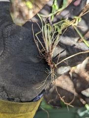 Violaceae