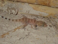 Tarentola boehmei