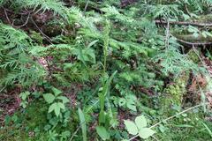 Platanthera aquilonis