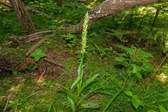 Platanthera aquilonis