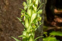 Platanthera aquilonis