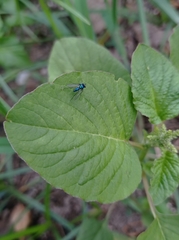 Condylostylus armipes