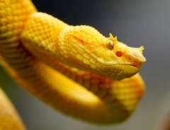 Bothriechis schlegelii