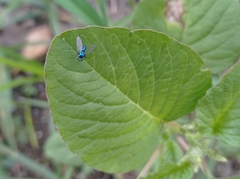 Condylostylus armipes