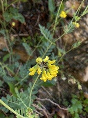 Coronilla coronata