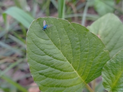 Condylostylus armipes