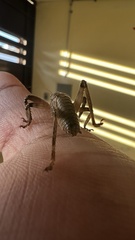 Nesoecia nigrispina