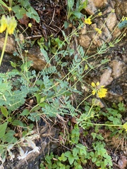 Coronilla coronata