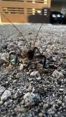 Nesoecia nigrispina