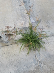 Cyperus rotundus