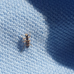 Lemidia