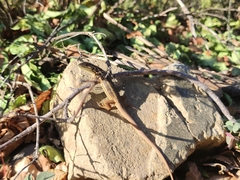 Liolaemus chiliensis