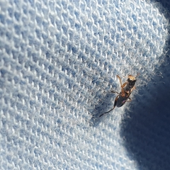 Lemidia