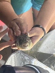 Sphoeroides maculatus