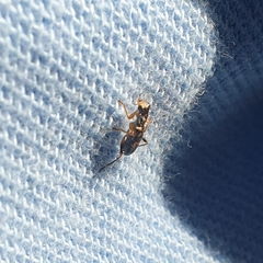 Lemidia