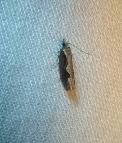 Diamondback Epinotia Moth photo 5