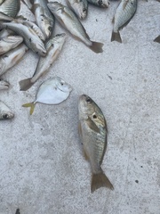Leiostomus xanthurus