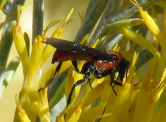 Aerophilus nigripes