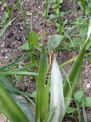 Erythrodiplax umbrata