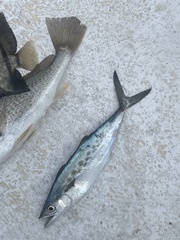 Scomberomorus maculatus