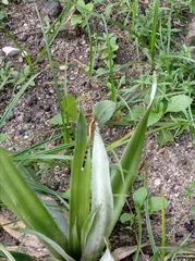 Erythrodiplax umbrata