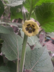 Physalis peruviana