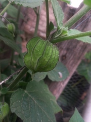 Physalis peruviana