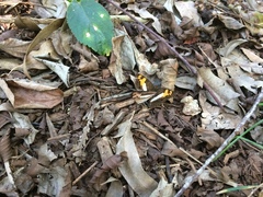 Adelpha malea