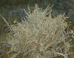 Atriplex torreyi