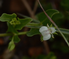Justicia anagalloides