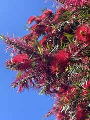 Melaleuca linearifolia