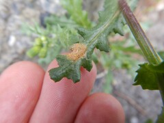 Puccinia lagenophorae